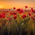 Fotobehang met bloemen