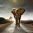Fotobehang met dieren