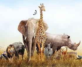 Rolgordijnen Wilde dieren