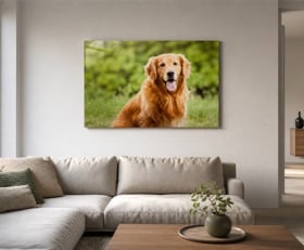 Plexiglas schilderij Hond