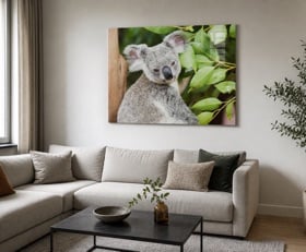 Plexiglas schilderij Koala