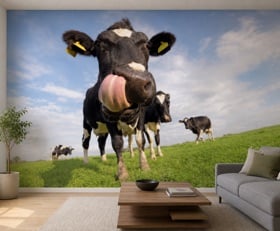 Fotobehang Koe