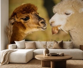 Fotobehang Lama