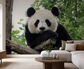 Fotobehang Panda