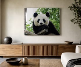 Plexiglas schilderij Panda