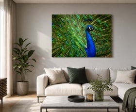 Plexiglas schilderij Pauw