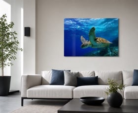 Plexiglas schilderij Schildpad