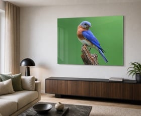 Plexiglas schilderij Vogel
