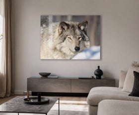 Plexiglas schilderij Wolf