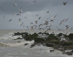 Plexiglas schilderij Meeuwen boven de kust