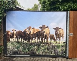 Tuinposter Curious cows looking at the photographer